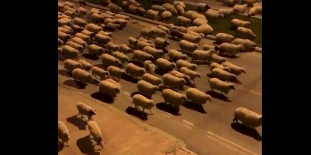 El lado b del coronavirus: miles de ovejas invadieron una ciudad turca | Internacionales