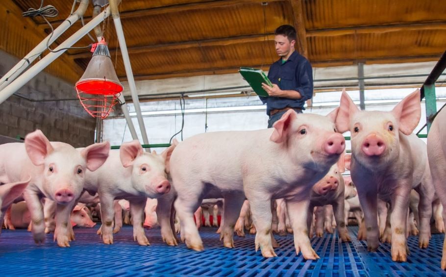 Productores de cerdo lanzan cortes de jamón y paleta a 155 pesos el kilo | Córdoba