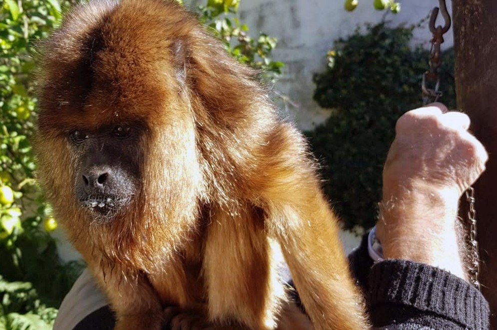 Rescataron a un mono que estaba atado en un patio | Córdoba