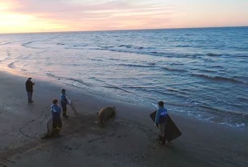 VIDEO: Un elefante marino encontrado en Lezama pudo volver al mar | Curiosidades