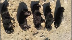 Lo detuvieron mientras mataba a golpes a cinco perritos recién nacidos | Internacionales