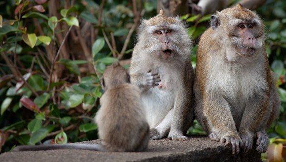 Los monos infectados con coronavirus desarrollaron inmunidad a la enfermedad | Internacionales