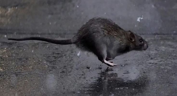 Alarma en Estados Unidos: por la falta de comida en las calles, las ratas están más agresivas y recurren al canibalismo | Internacionales