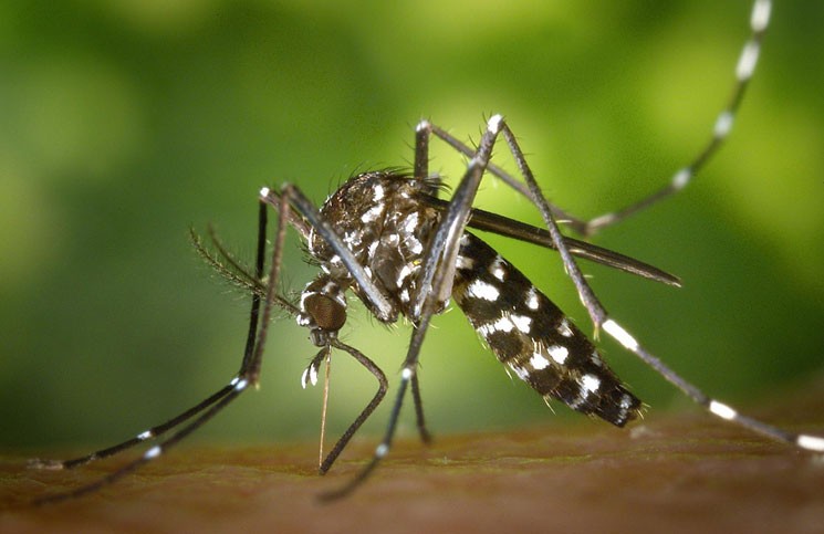 Alarma en Ibiza por la reaparición del "mosquito tigre" | Internacionales