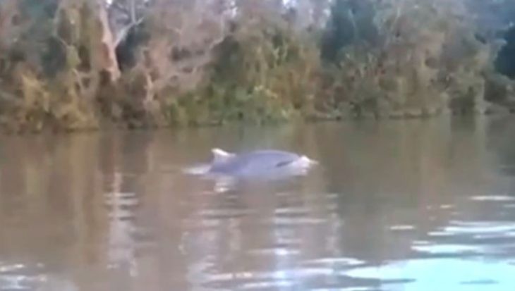 El lado b del coronavirus: el video de un delfín en vías de extinción nadando en el río Paraná | Actualidad