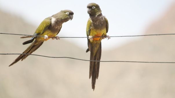 Torturaron y mataron a su niñera de 8 años por dejar escapar a 4 loros | Internacionales