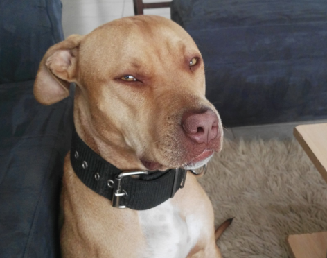 Feroz ataque en Villa Corina: un pittbul le amputó el brazo a su dueño | Córdoba