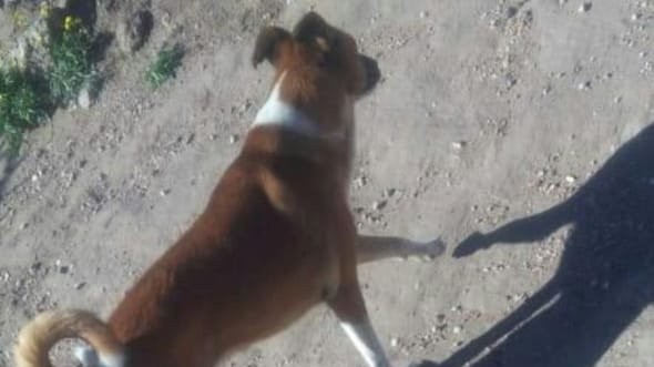 Extrema crueldad: denunció que un vecino sacó un arma y le disparó a su perra "porque le ladró" | Actualidad