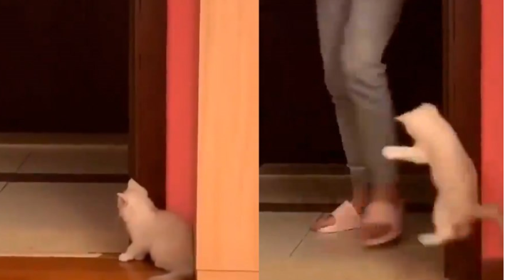 Lo más tierno que verás hoy: el gatito asustador | Redes