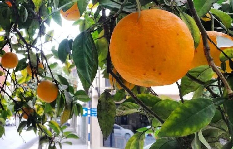 Campaña para el consumo casero de naranjas agrias del arbolado público: destacan el aporte de vitamina C | Actualidad