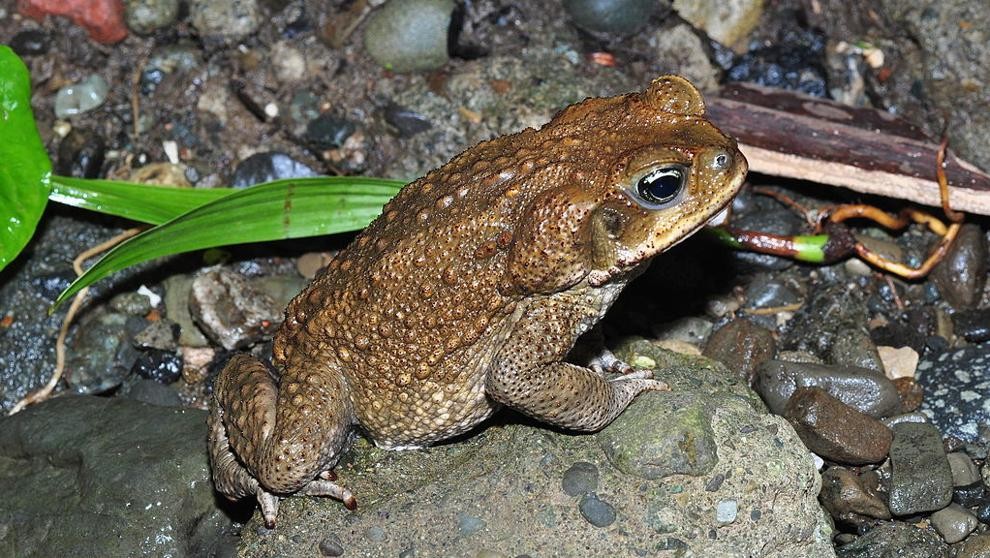Alarma en Estados Unidos por la invasión del sapo venenoso que puede matar a una mascota en 15 minutos | Internacionales