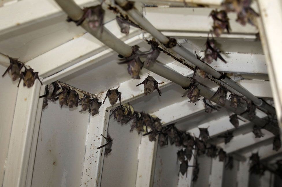 China ya no usará escamas de pangolín ni heces de murciélagos para hacer remedios | Internacionales