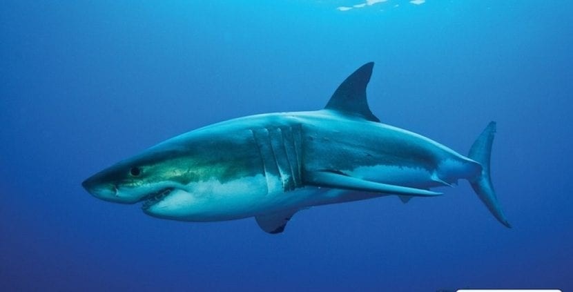 Grupos de tiburones sorprenden en la reapertura de las playas de Miami | Internacionales