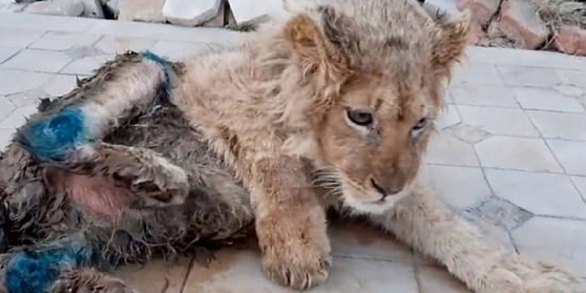 El calvario del cachorro de león al que le quebraron las piernas para que sea "manso" con los turistas | Internacionales