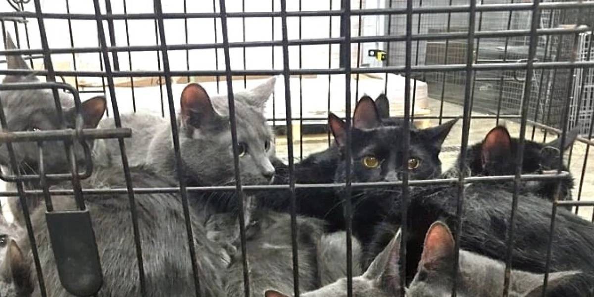 VIDEO: rescataron a 700 gatos que estaban por ser vendidos a restaurantes en China | Internacionales