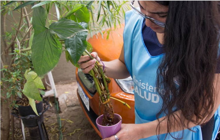 El dengue cede en la provincia de Córdoba, aunque no hay que relajarse en los cuidados | Córdoba