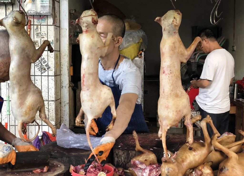 En plena pandemia, empezó en China el festival de carne de perro | Internacionales