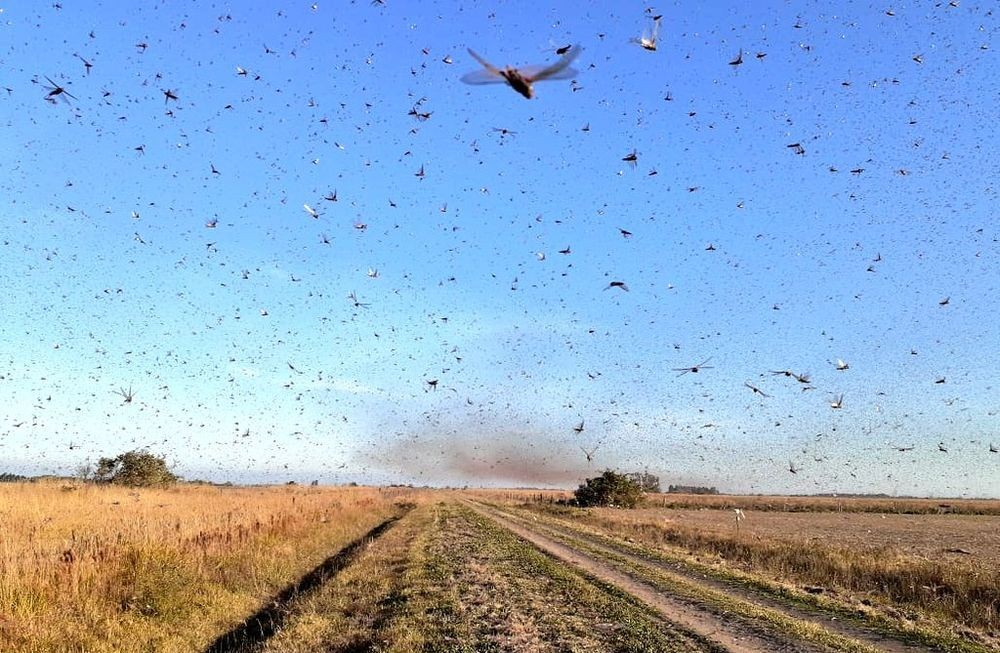 Brasil en alerta por “nube” de langostas que pasa por Argentina | Internacionales