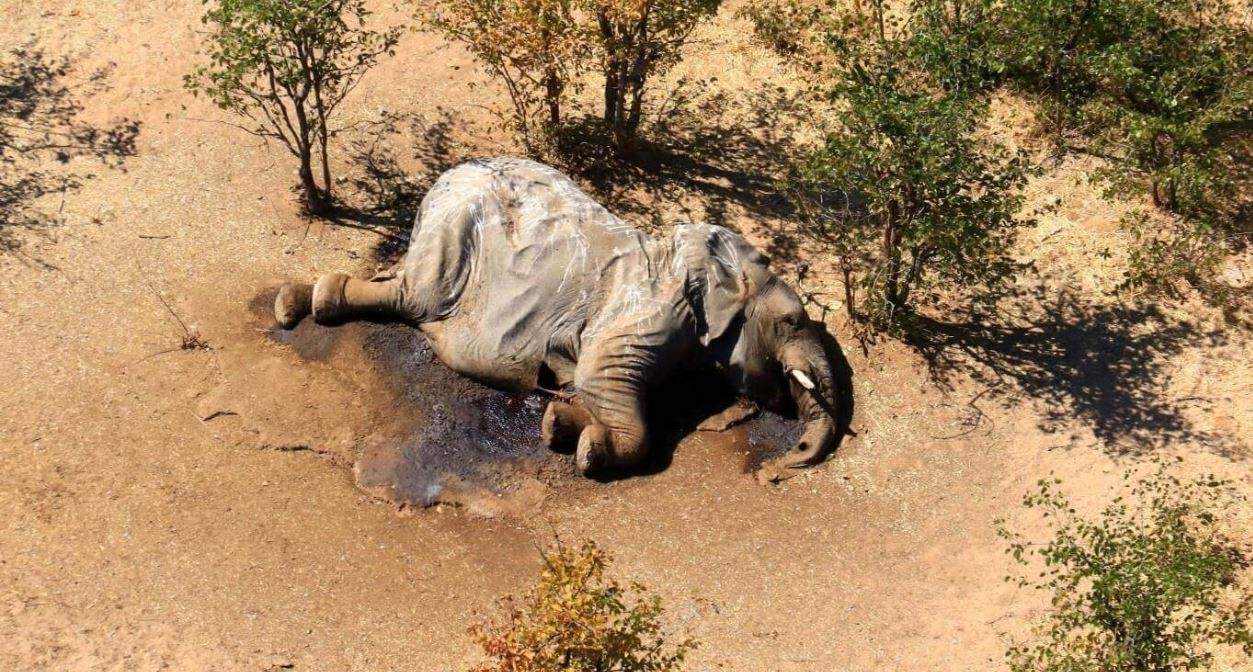 Investigan la misteriosa muerte de unos 300 elefantes en Botswana | Internacionales
