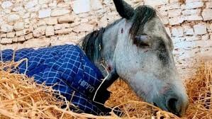 Video: la dramática agonía de una pony asesinada a golpes por un grupo de adolescentes | Internacionales