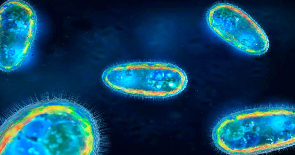 Alerta en Estados Unidos: confirman un caso de la ameba "comecerebros" en Florida | Internacionales