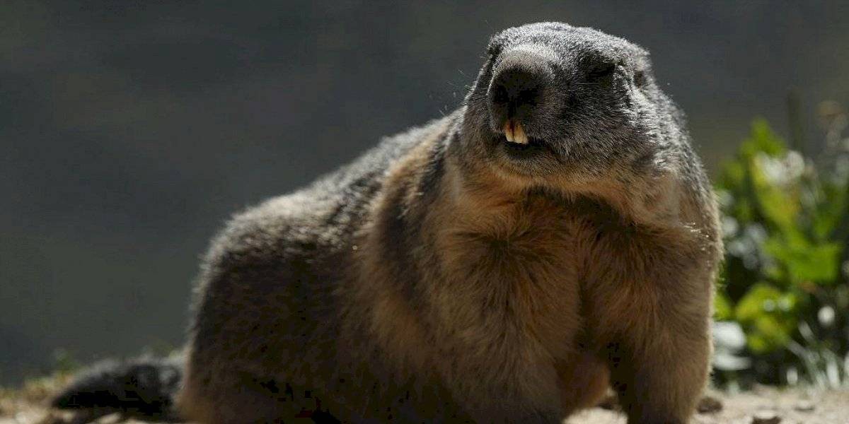 Rusia prohibió la caza de marmotas por temor a la peste bubónica | Internacionales