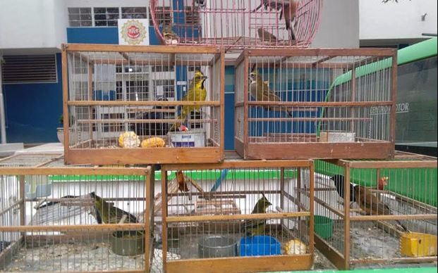 Incautaron más de 150 aves enjauladas para la venta en Villa María | Córdoba