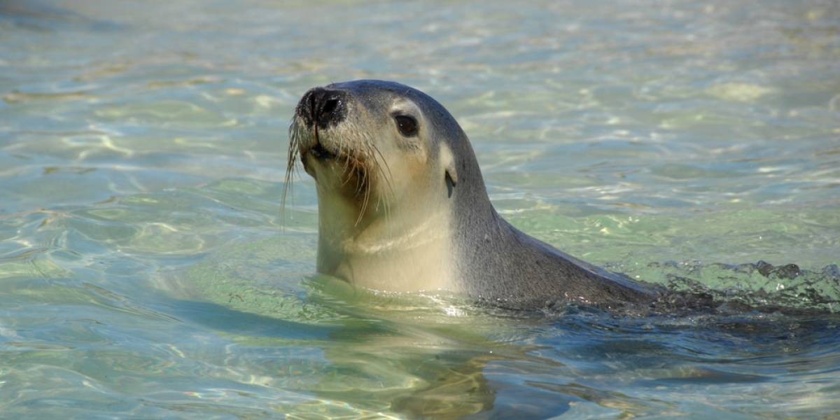 Video: golpearon a una foca hasta dejarla inconsciente para que los chicos pudieran sacarse fotos | Internacionales