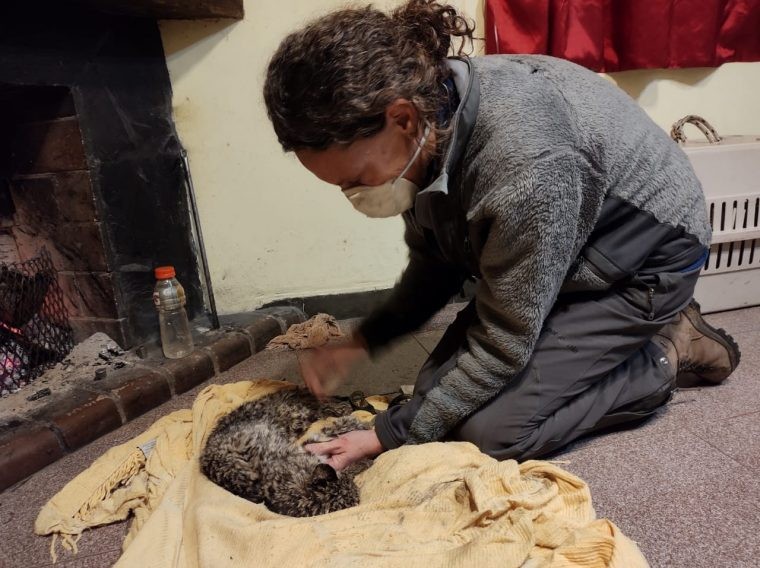 Rescatan a un gato montés que quedó atrapado entre dos cepos | Actualidad