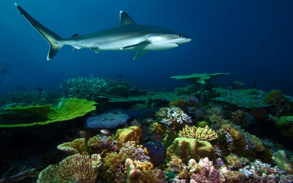 Preocupante declive de la población de tiburones: ¿cómo afecta a los arrecifes? | Internacionales