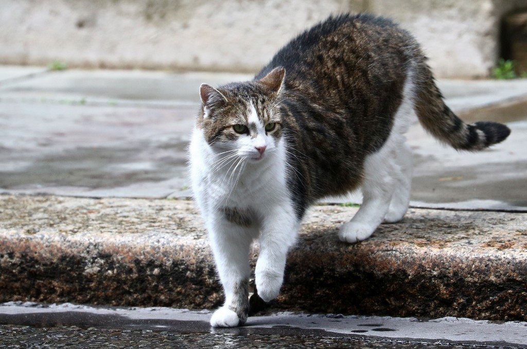Un gato con coronavirus: el primer animal que da positivo en el Reino Unido | Internacionales