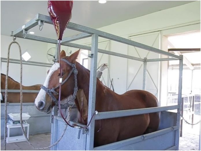 Arrancó el ensayo clínico con suero de caballos en pacientes con coronavirus | Actualidad