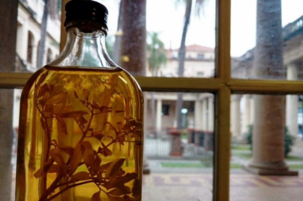 ¿Cómo nace el ritual de beber caña con ruda el 1 de agosto? | Actualidad