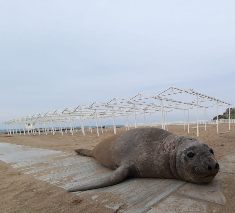 Un elefante marino apareció en una playa de Mar del Plata | Curiosidades