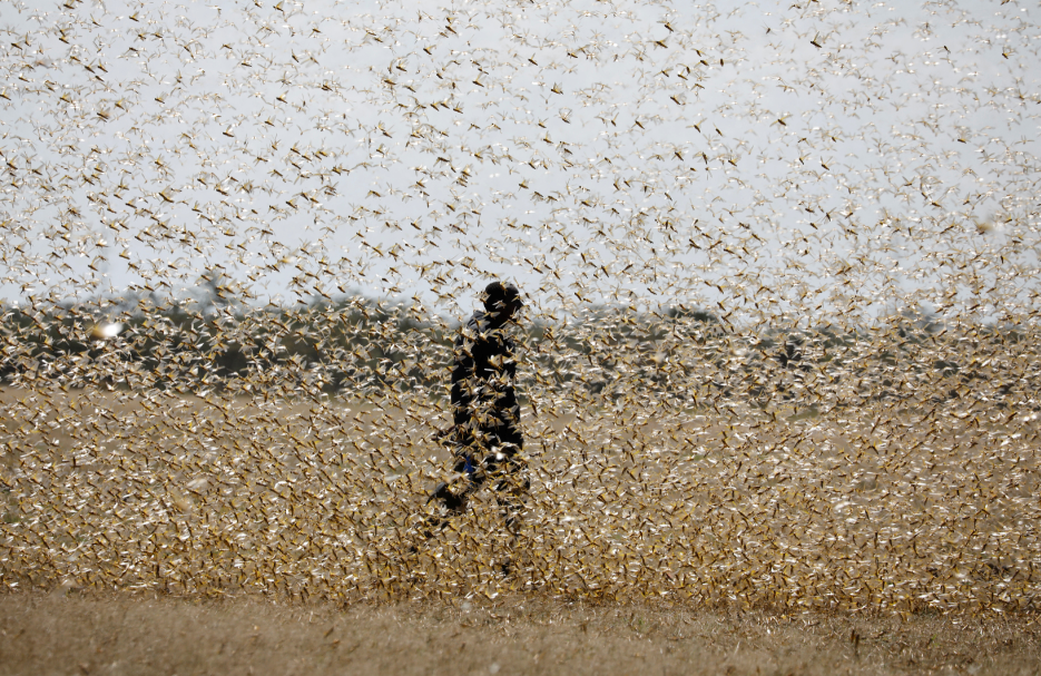 Descubren que una feromona irresistible provoca la plaga de langostas | Internacionales