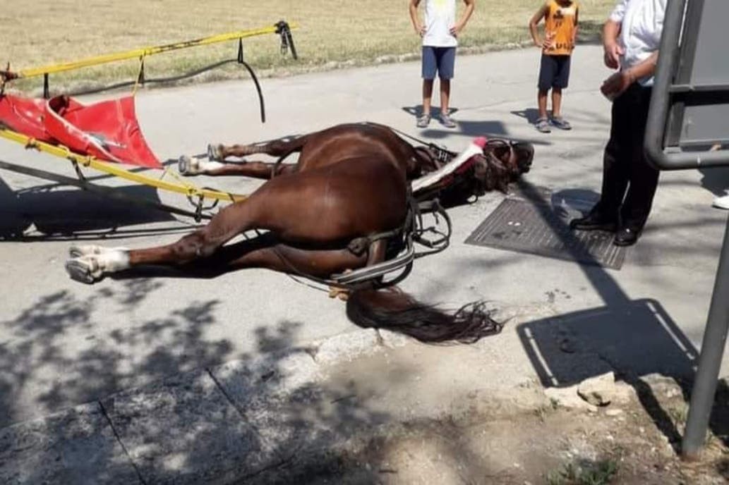 Por cansancio y calor, cayó muerto un caballo que tiraba un carro con turistas | Internacionales