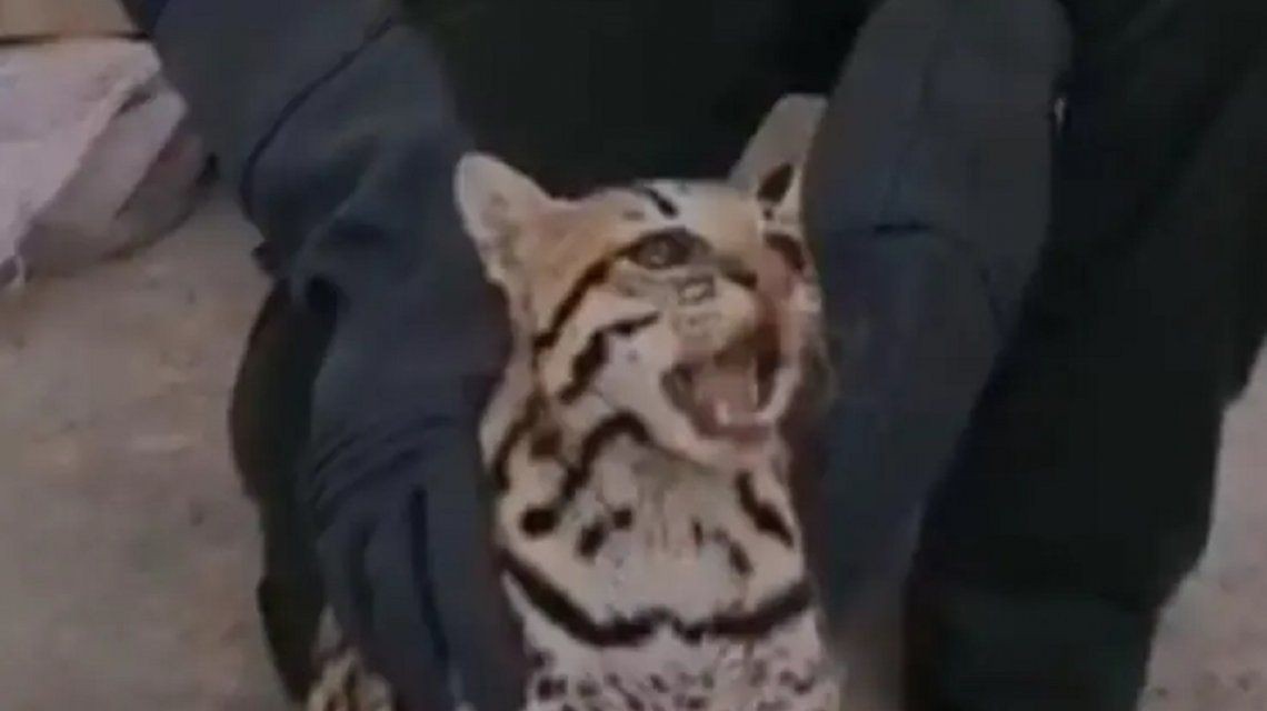 Una familia encontró a un leopardo en el baño de su casa | Internacionales