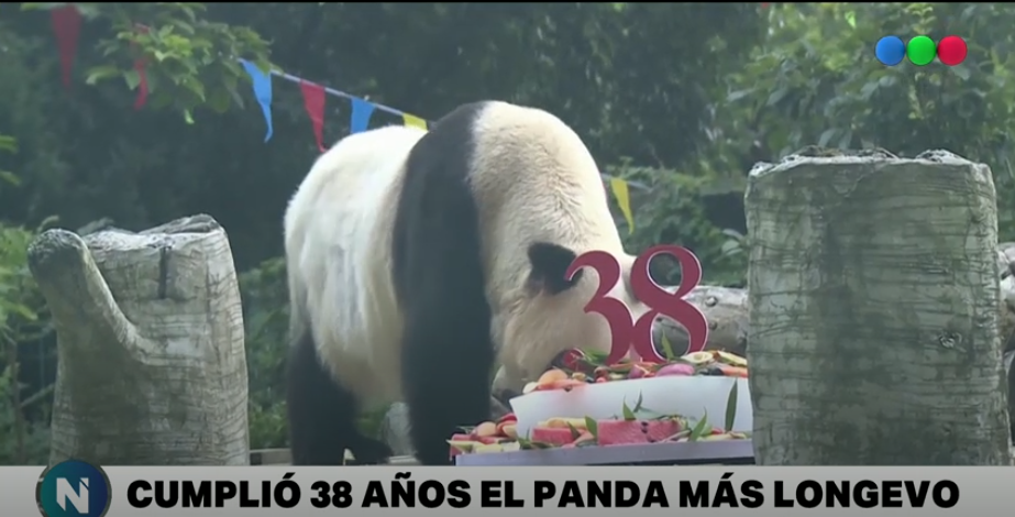 Panda gigante más longevo del mundo cumple 38 años | Curiosidades