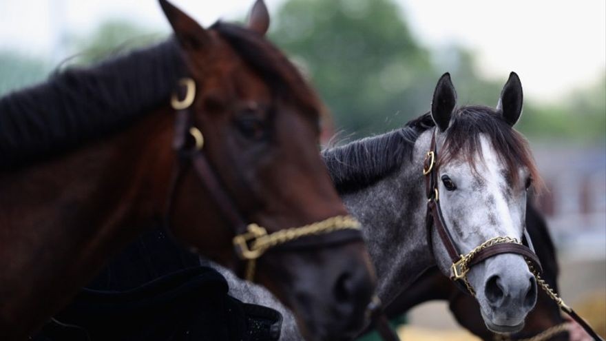 Misterio por la aparición de caballos mutilados: un detenido | Internacionales