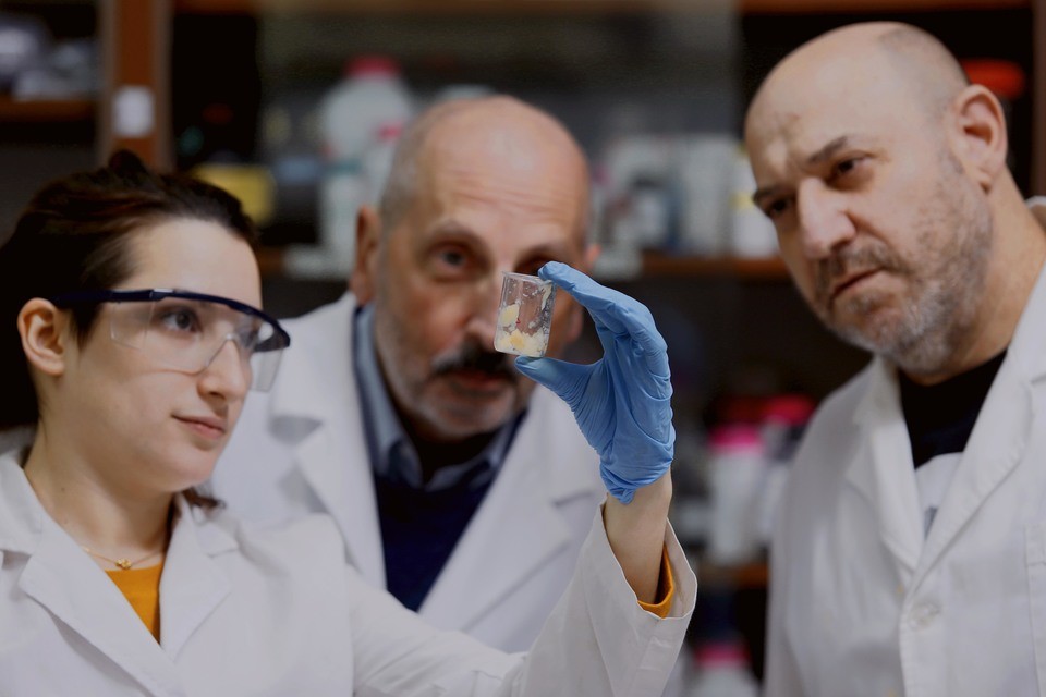 Qué es la violaceína, el nuevo agente terapéutico para combatir microorganismos resistentes a los antibióticos que estudian en el Conicet | Salud