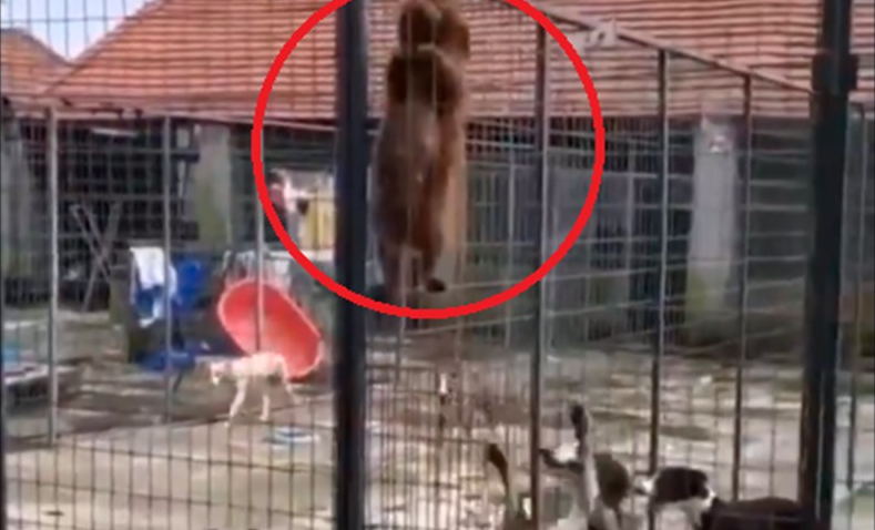 Un perrito comandó la rebelión y ayudó a otros a salir de la jaula en la que se encontraban | Curiosidades