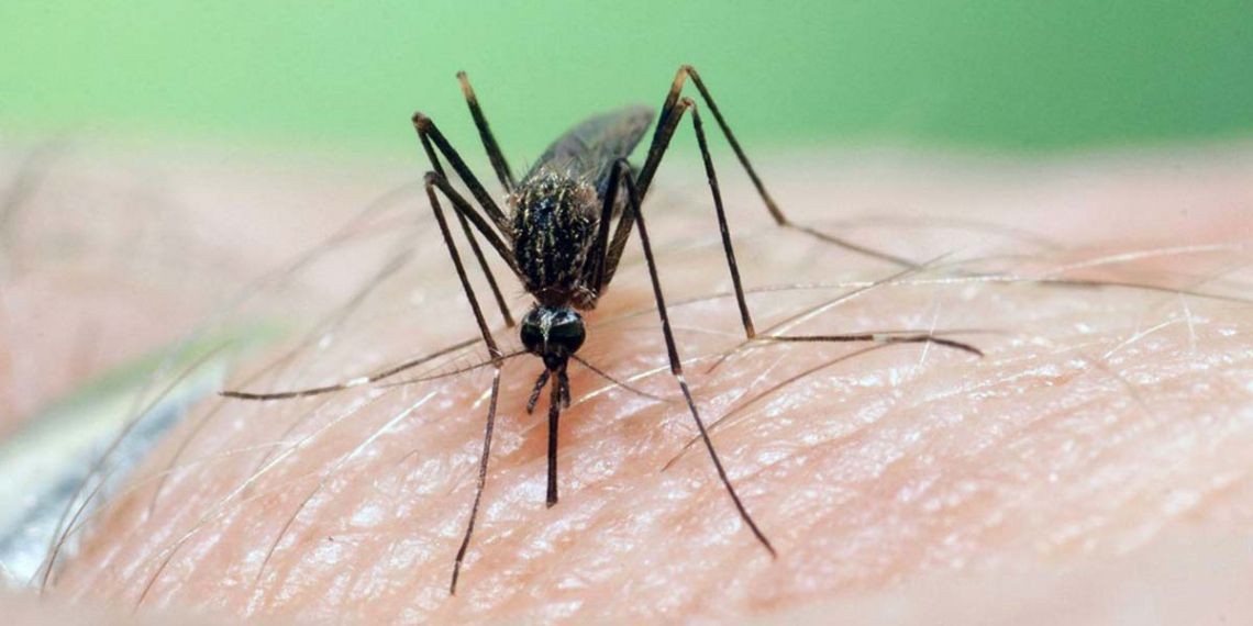 En plena pandemia de coronavirus, alertan en España tras muertes por brote del virus del Nilo Occidental | Internacionales