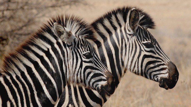 Científicos argentinos clonaron cebras in vitro por primera vez en el mundo | Actualidad