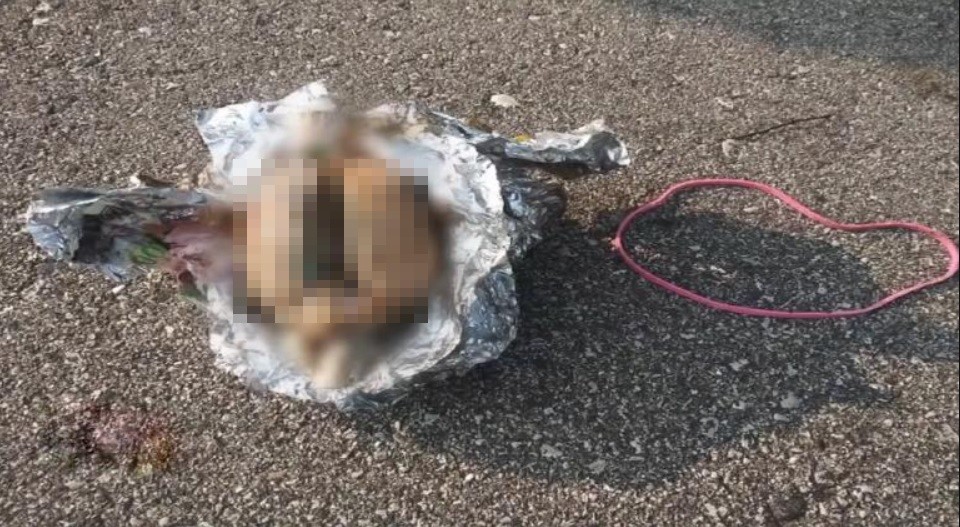 Misterio: encontró en la playa un cerebro envuelto en aluminio | Internacionales