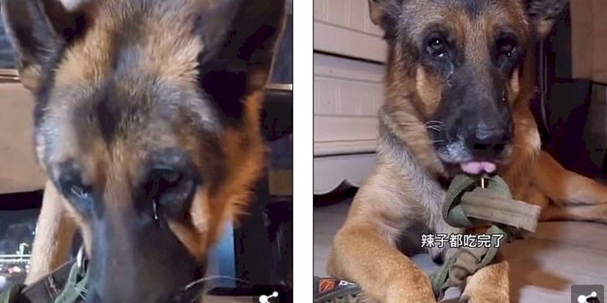 Video de terror: el hombre que hace llorar a su perro al darle alimentos picantes | Internacionales