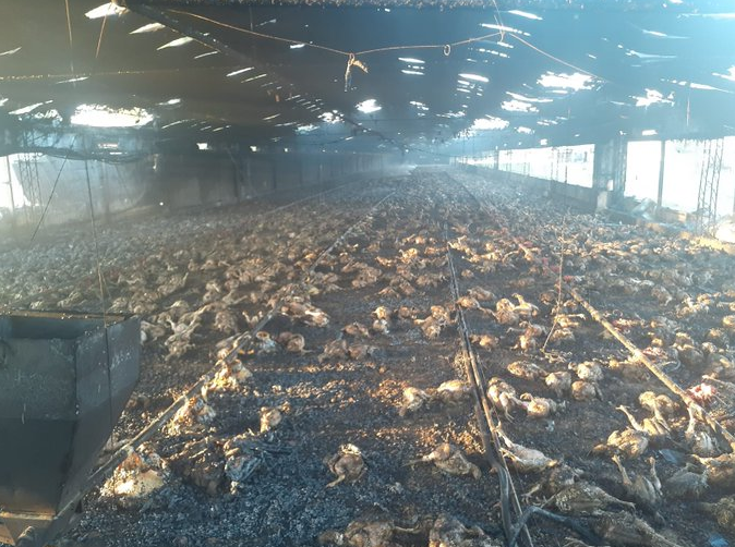 Incendio en una granja en Santa Fe: murieron miles de pollos | Actualidad