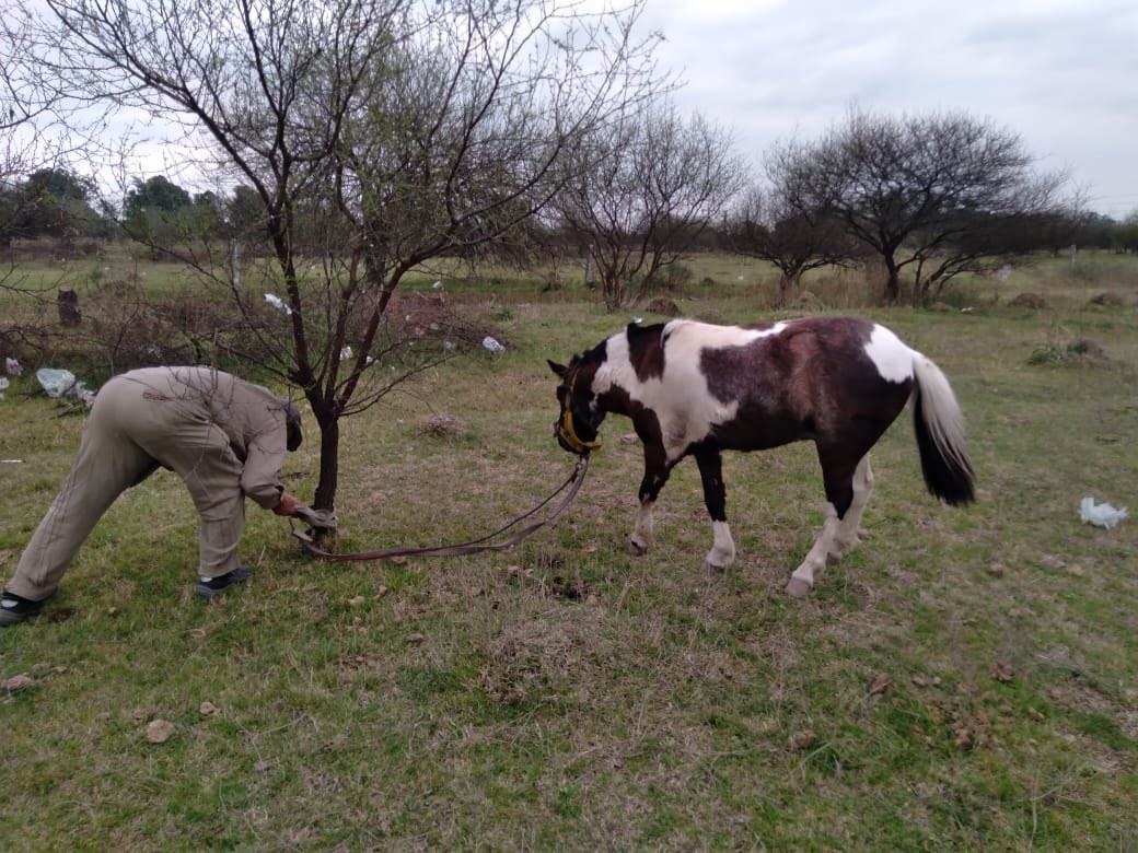 Cruel cinchada de caballos en Rosario: 13 detenidos por maltrato animal y apuestas clandestinas | Actualidad