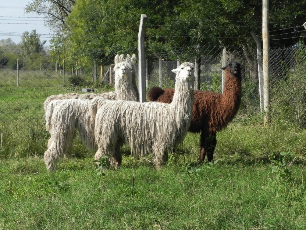 Anticuerpos derivados de llamas y huevos: científicos argentinos neutralizan el coronavirus | Actualidad