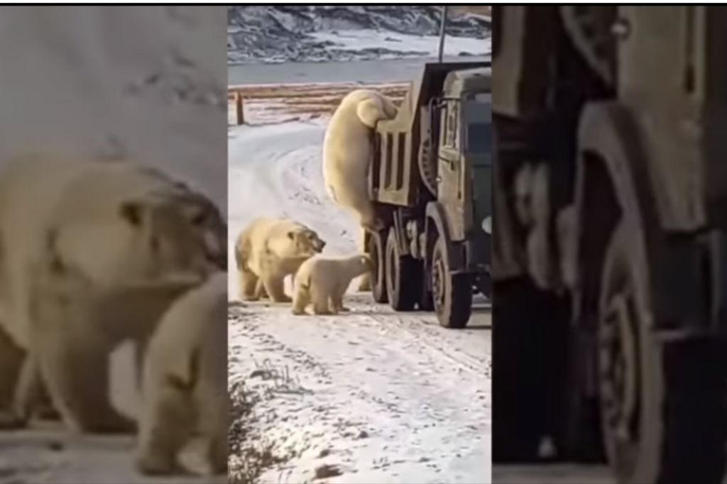 Video: captan a osos polares buscando comida en un camión de basura | Internacionales
