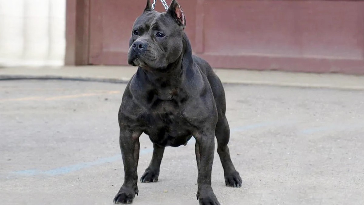 Brutal ataque de un pitbull a una mujer de 80 años que vendía empanadas en la calle | Actualidad